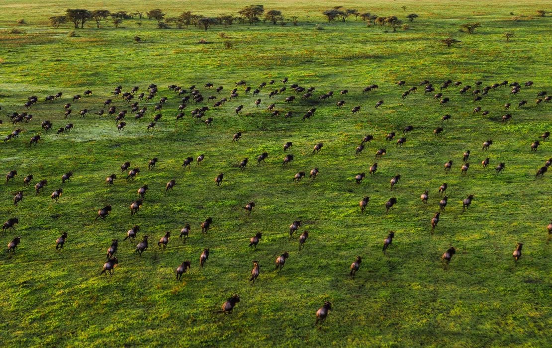 Serengeti Safari